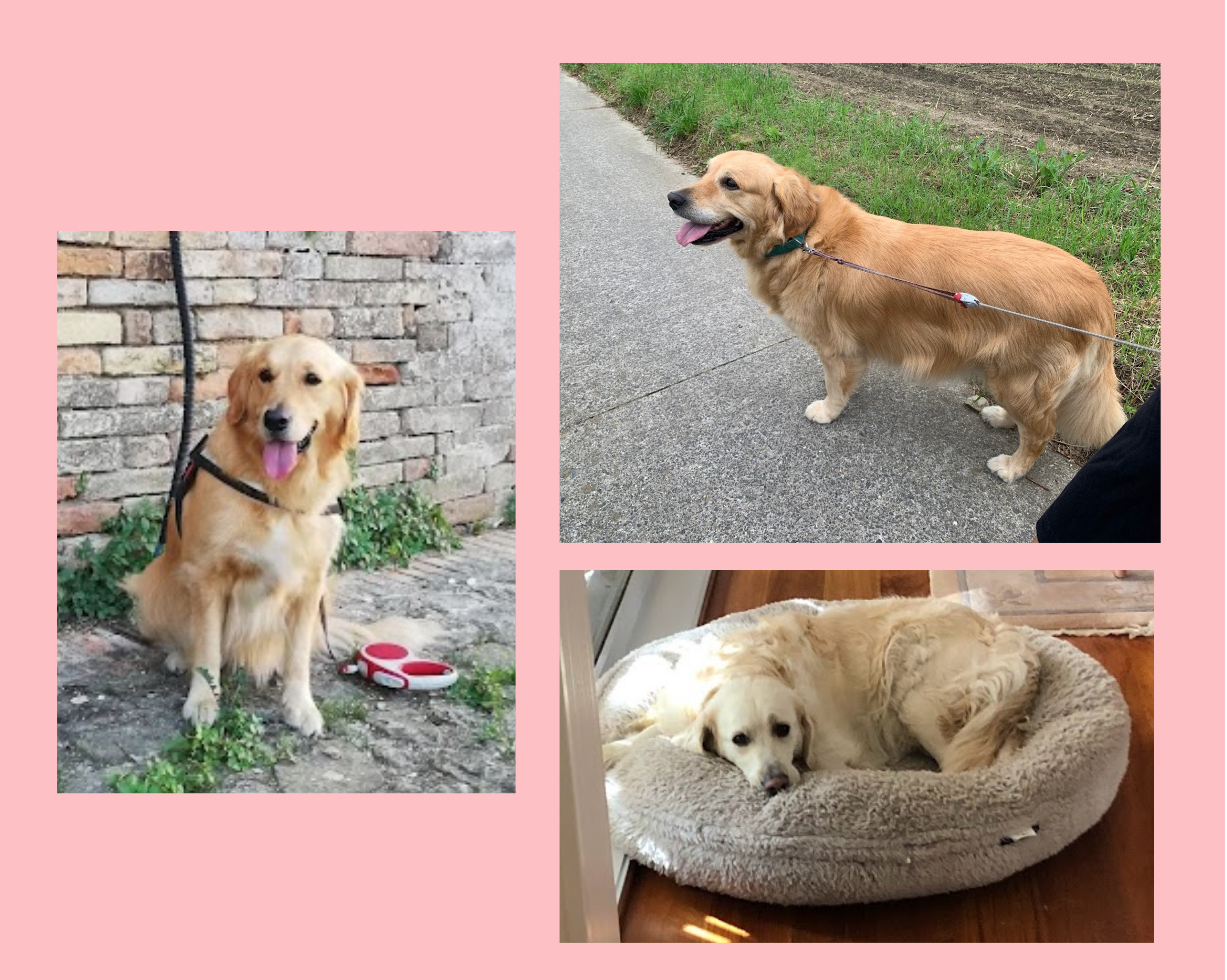 Dogs